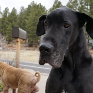 Great Danes #2