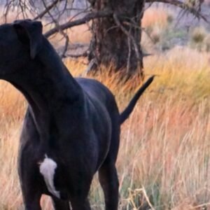 Great Danes #3
