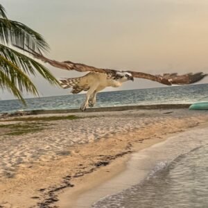 Coast & Travel #4
