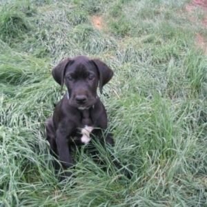 Great Danes #5